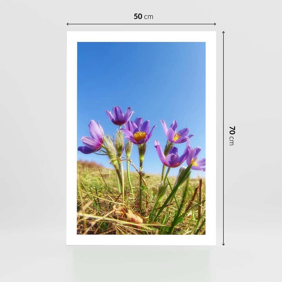 Plakat bez ramy 50x70 - Kwiatowa siła łąki - kwiaty, łąka