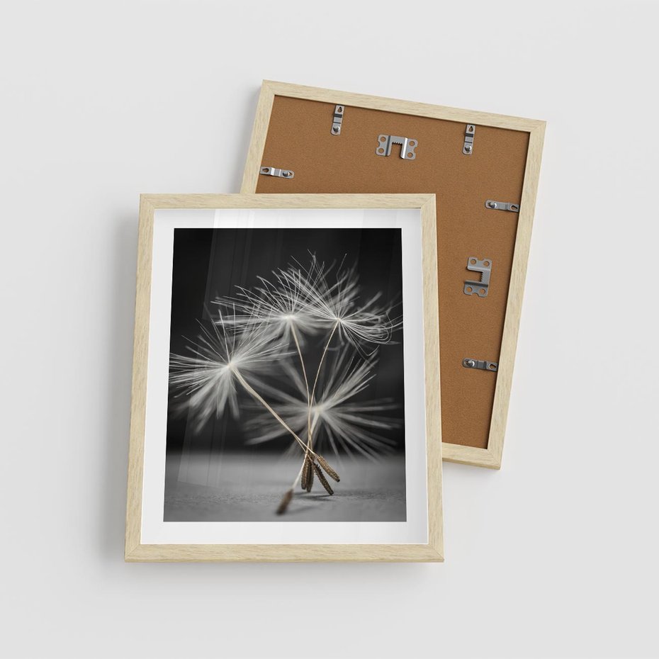 Plakat w ramie 40x50 - Delikatność dmuchawców zbliżenie - dmuchawce, zbliżenie - rama drewno