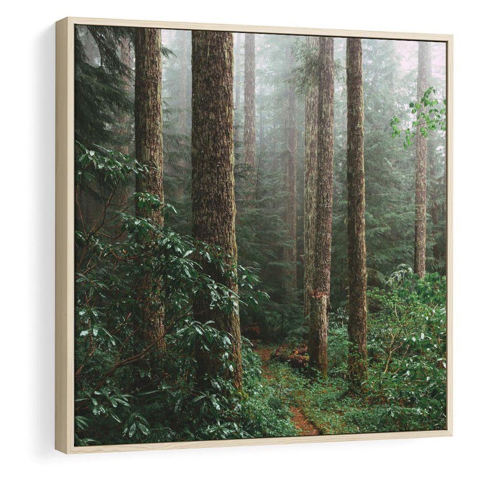 Obraz w ramie 50x50 - Mgliste Marzenia - artystyczna fotografia, las - rama drewno
