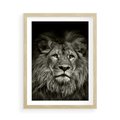 Plakat w ramie 50x70 - Moc lewego spojrzenia - lew, czarno - rama drewno