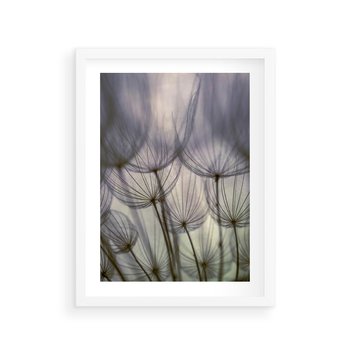 Plakat w ramie 30x40 - Makro dmuchawiec - piękno drobnych detali - dmuchawce, makro - rama biała