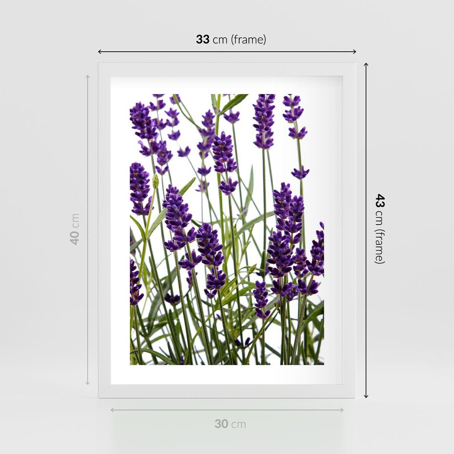 Plakat w ramie 30x40 - Fioletowa harmonia lawendy - lawenda, fiolet - rama biała