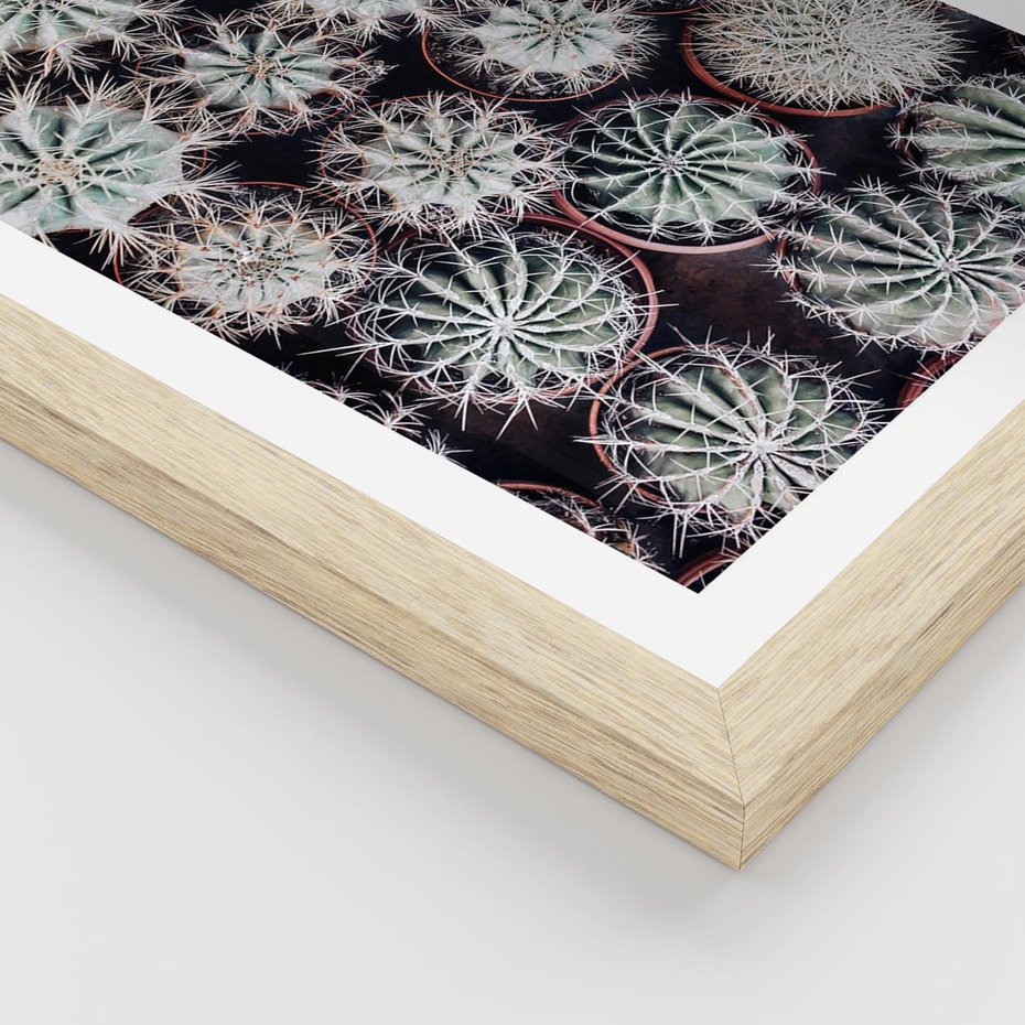 Plakat w ramie 40x50 - Wzór Kaktusów - kaktusy w doniczkach, ujęcie z góry - rama drewno