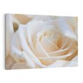 Obraz na płótnie 100x70 - Białe róże piękności - białe, róże