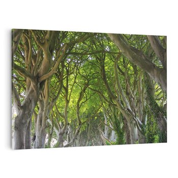 Obraz na płótnie 100x70 - Magiczny Las - drzewa, las