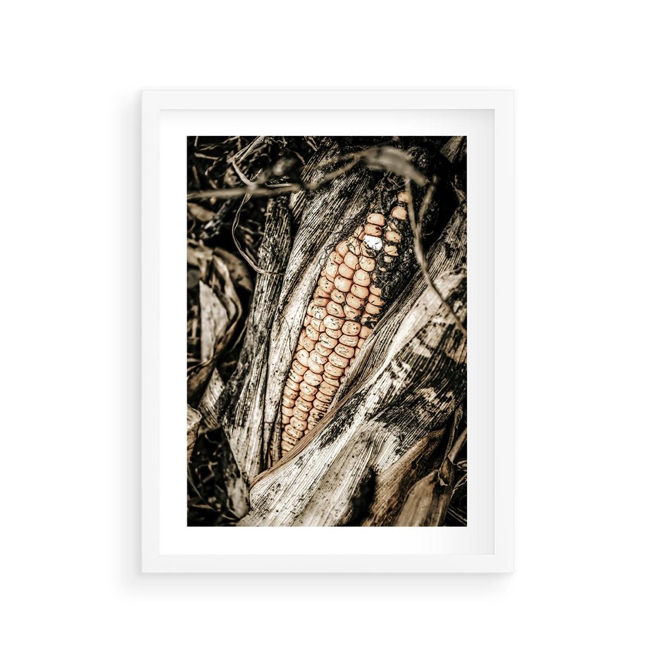 Plakat w ramie 30x40 - Kukurydza w Jesiennej Scenie - kukurydza, jesień - rama biała