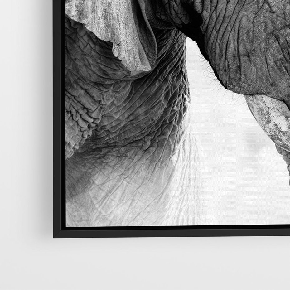 Obraz w ramie 70x50 - Spotkanie Mądrości - fotografia czarno biała, dwa słonie - rama czarna