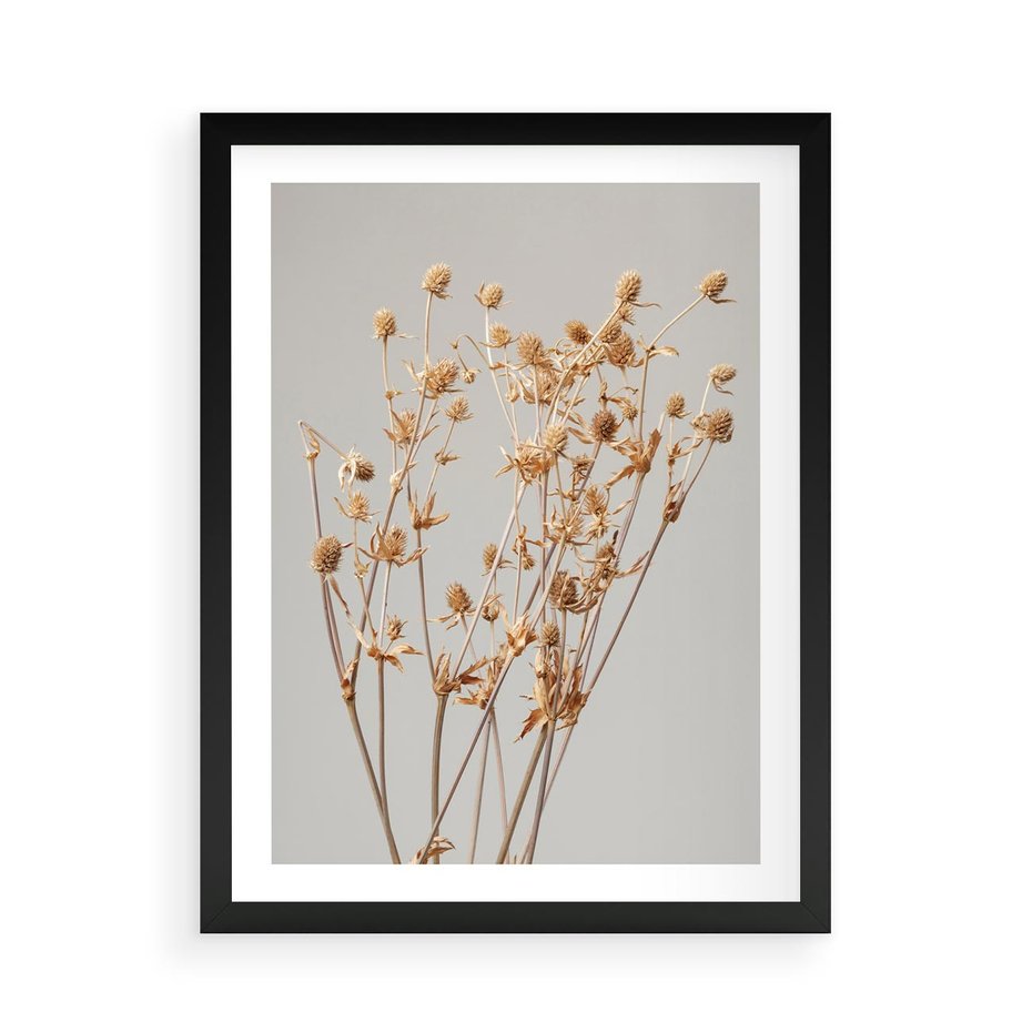 Plakat w ramie 50x70 - Delikatne gipsówki - gipsówka, suche - rama czarna