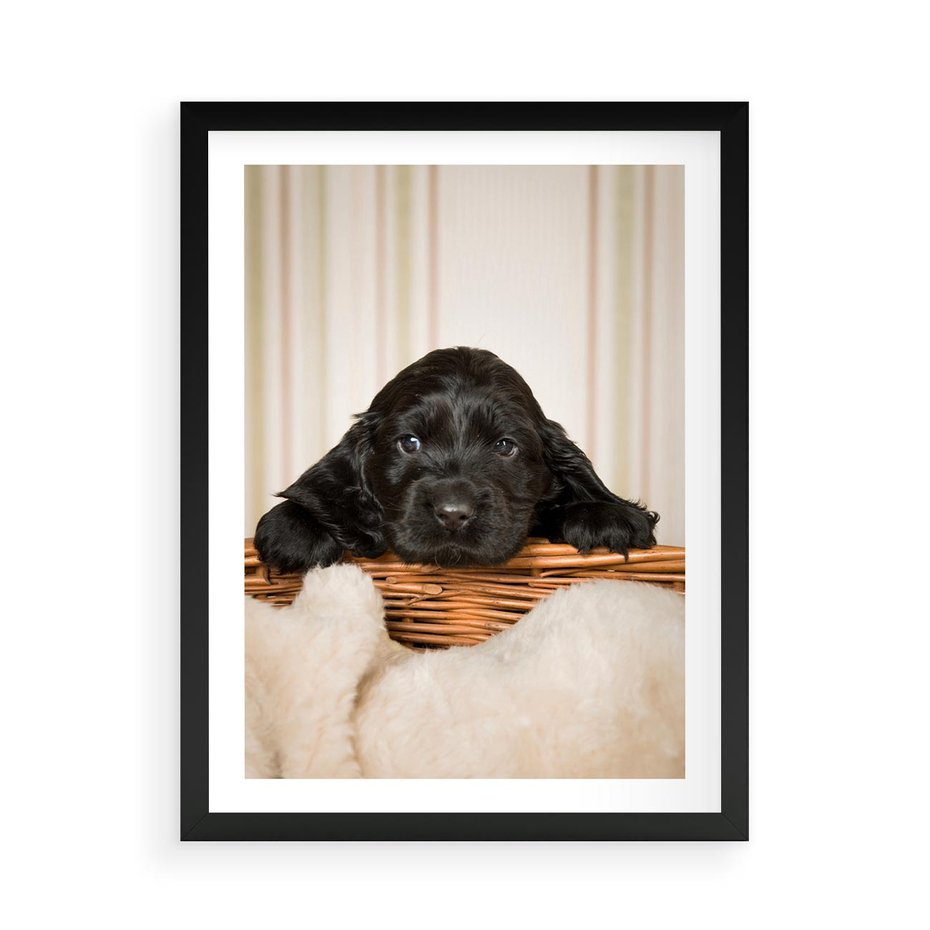 Plakat w ramie 50x70 - Uroczy szczeniak w akcji - piesek, szczeniak - rama czarna