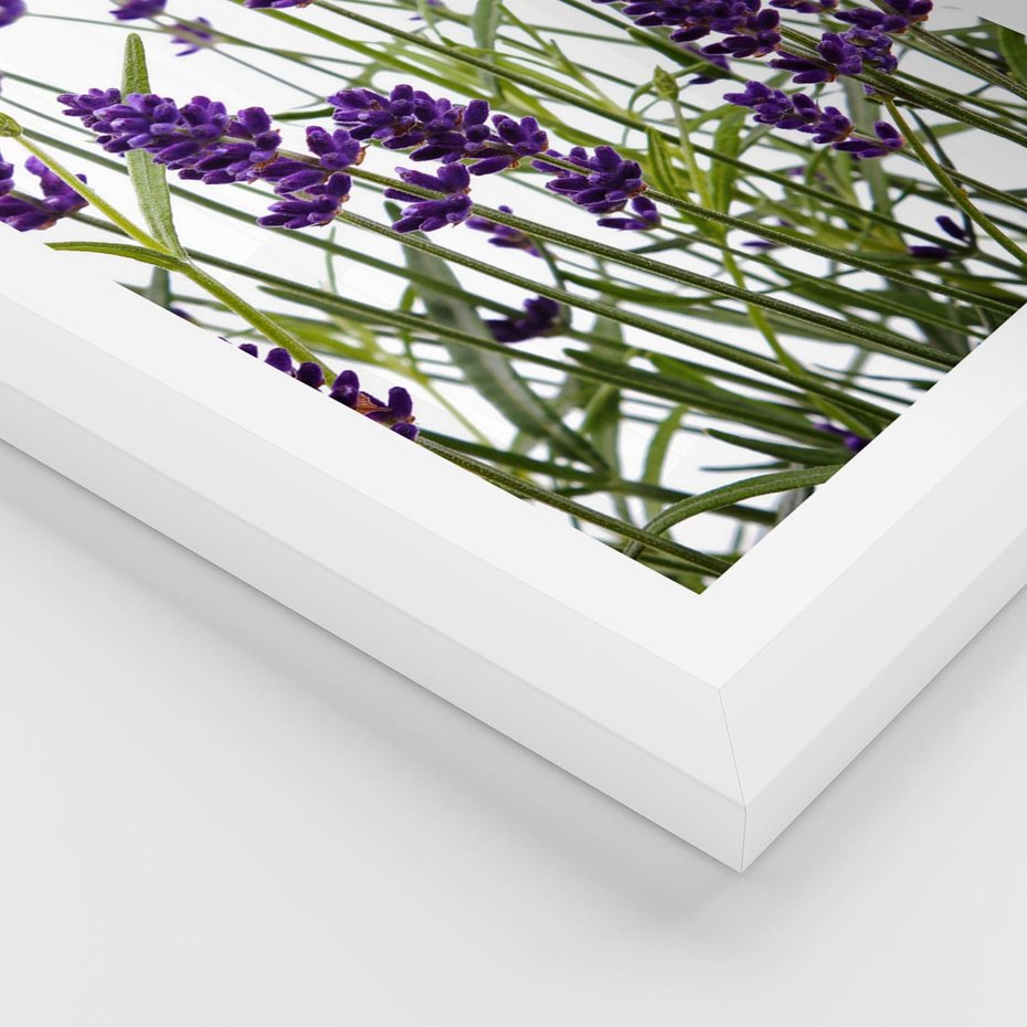 Plakat w ramie 30x40 - Fioletowa harmonia lawendy - lawenda, fiolet - rama biała
