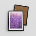 Plakat w ramie 30x40 - Fioletowa harmonia lawendy - lawenda, fiolet - rama czarna