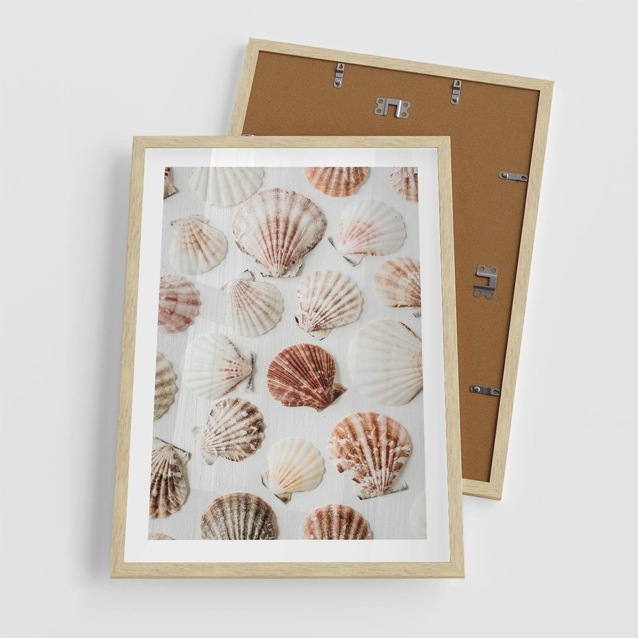 Plakat w ramie 50x70 - Morska Delikatność: Muszelki na Białym Tle - kompozycja, morskie muszelki na białym tle - rama drewno