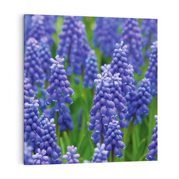 Obraz na płótnie 40x40 - Urok Lawendy - lawenda, kwiat