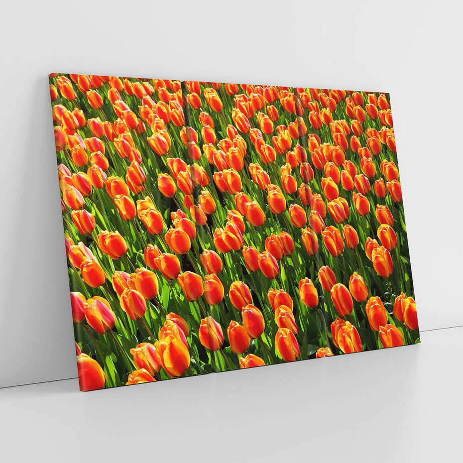 Obraz na płótnie 120x80 - Urok tulipanów piękno kwiatów - tulipany, kwiaty