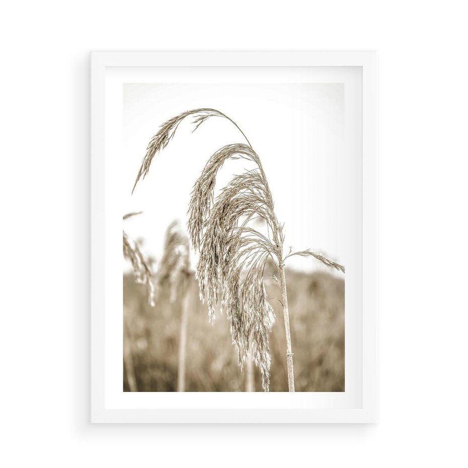 Plakat w ramie 50x70 - Ujęcie Suchych Traw - suche trawy, zbliżenie - rama biała