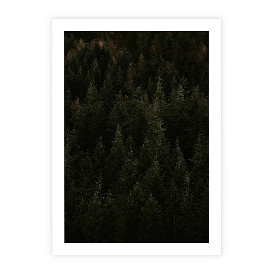 Plakat bez ramy 50x70 - Ciemny las iglasty - las, iglasty