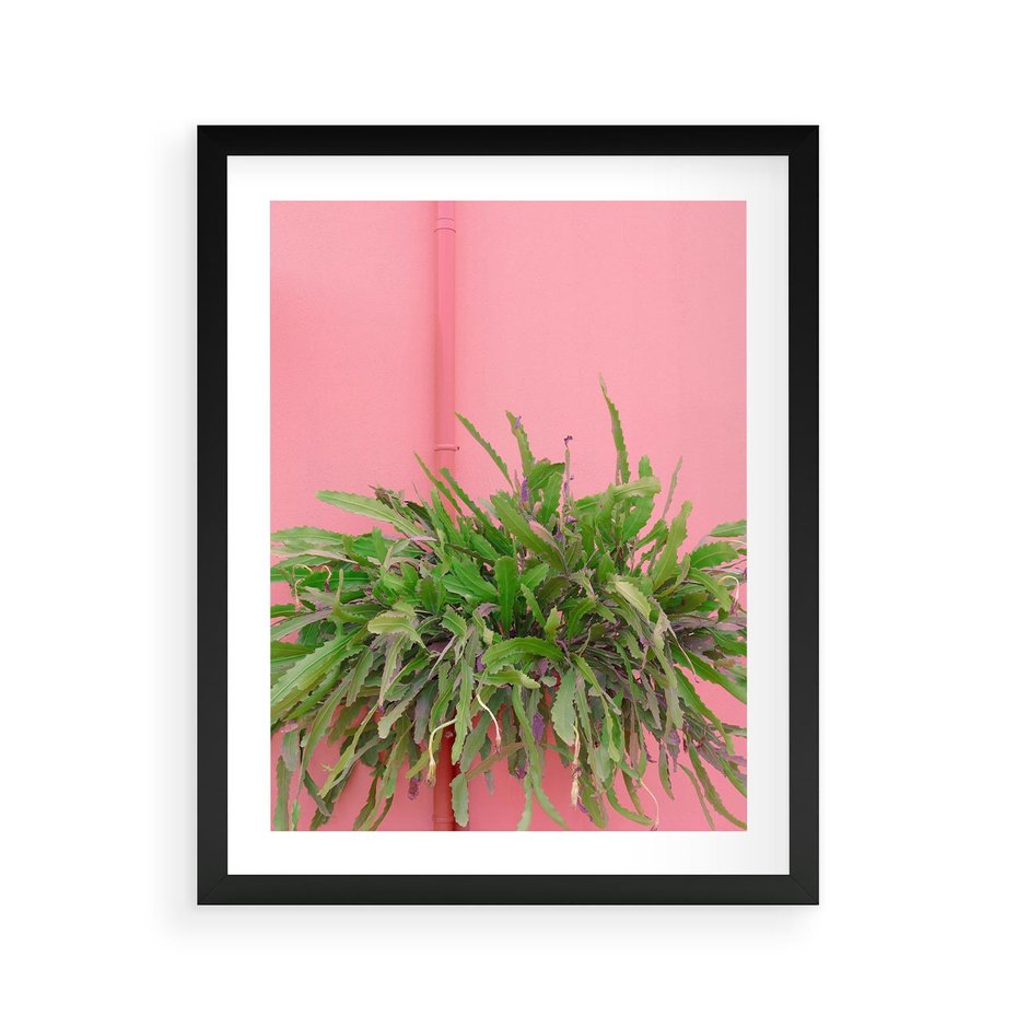 Plakat w ramie 40x50 - Fotografia Rośliny z Różowym Tłem - fotografia, zielona roślina na tle różwj ściany - rama czarna