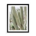 Plakat w ramie 50x70 - Duże Kaktusy w Pejzażu - kaktus, duże kaktusy na pustyni - rama czarna