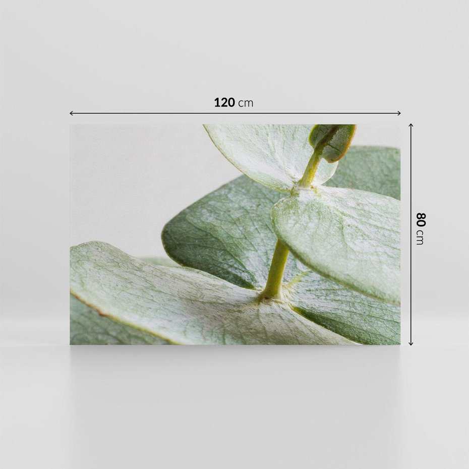 Obraz na płótnie 120x80 - Eukaliptusowa zieleń - eukaliptus, zielone