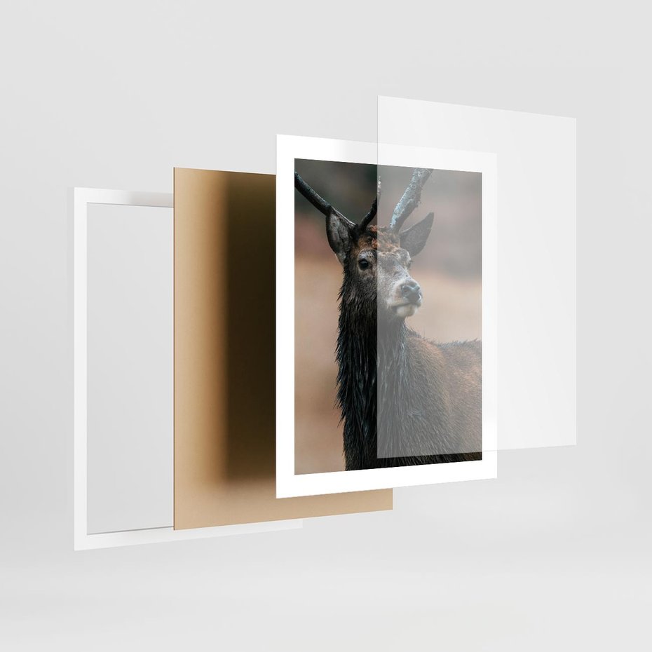Plakat w ramie 40x50 - Spokojny jeleń - jeleń, las - rama biała