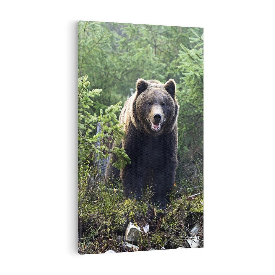 Obraz na płótnie 70x100 - Spotkanie z Niedźwiedziem w Lesie - niedźwiedź, las