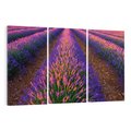 Obraz na płótnie 120x80 - Fioletowa Magia - pole, lawendy