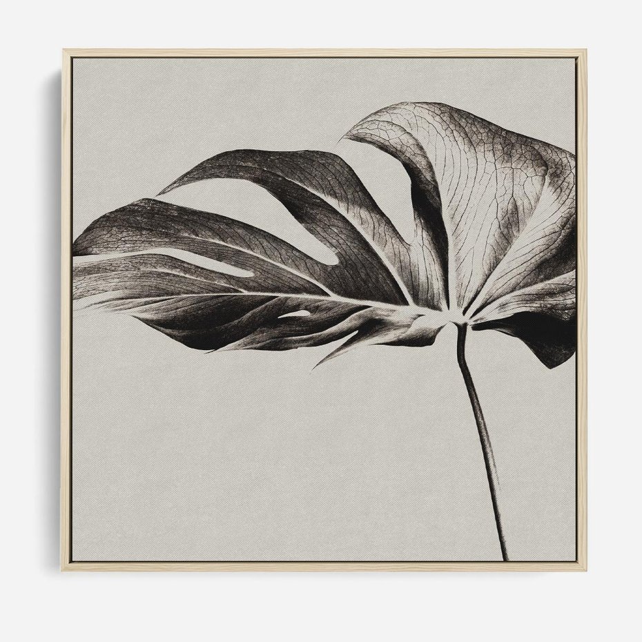 Obraz w ramie 50x50 - Szepczący Liść - szkic, czarno biały - rama drewno