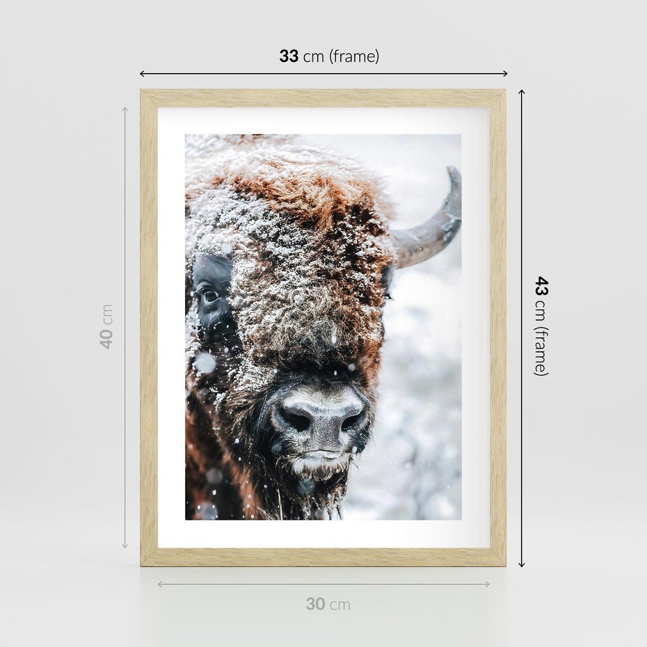 Plakat w ramie 30x40 - Żubr w Krainie Śniegu - żubr, zima - rama drewno