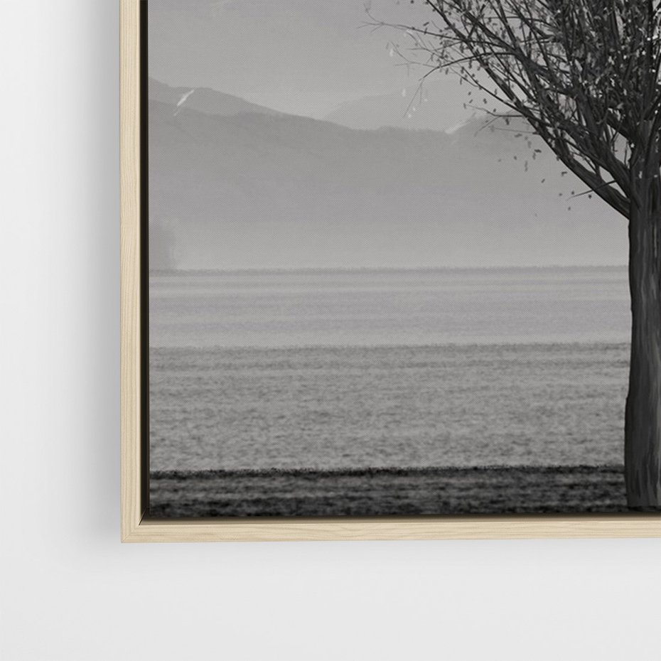 Obraz w ramie 70x100 - Samotne Drzewo - samotne drzewo w polu, czarno białe zdjęcie - rama drewno