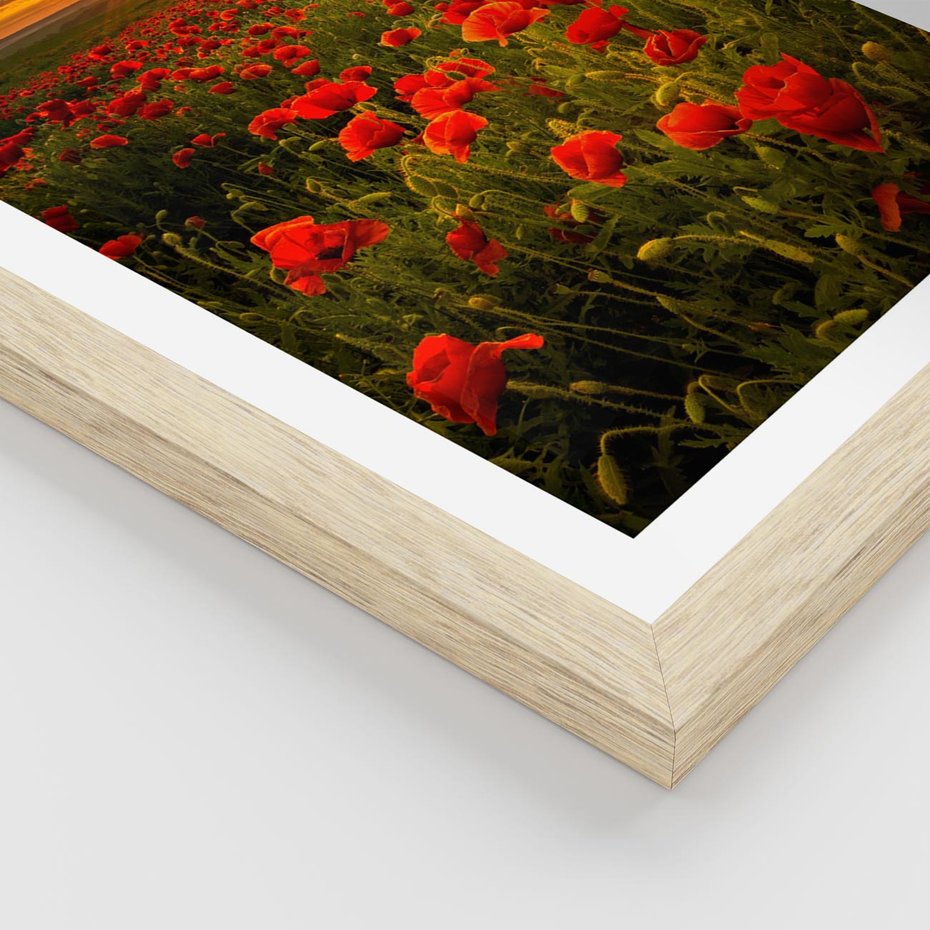 Plakat w ramie 30x40 - Maki przy zachodzie słońca - maki, zachód - rama drewno