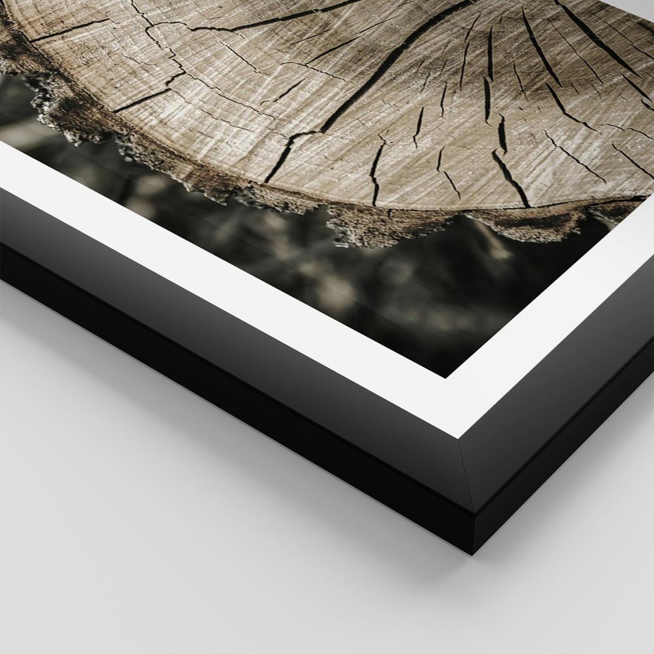 Plakat w ramie 40x50 - Wnętrze Natury - pień, przecięty pień - rama czarna