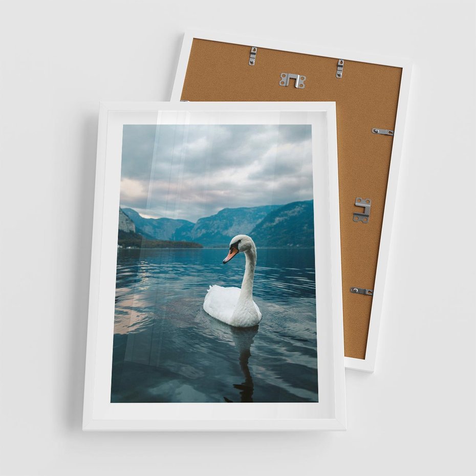 Plakat w ramie 50x70 - Łabędzi Śpiew - fotografia, plakat - rama biała