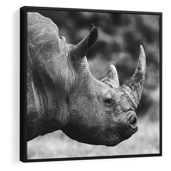 Obraz w ramie 50x50 - Potęga Afryki - czarno biała fotografia, zbliżenie na postać nosorożca - rama czarna