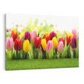 Obraz na płótnie 70x50 - delikatność kwiatowego świata - tulipany, kwiaty