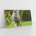 Obraz na płótnie 140x70 - Kocie polowanie w ogrodzie - kot, polowanie