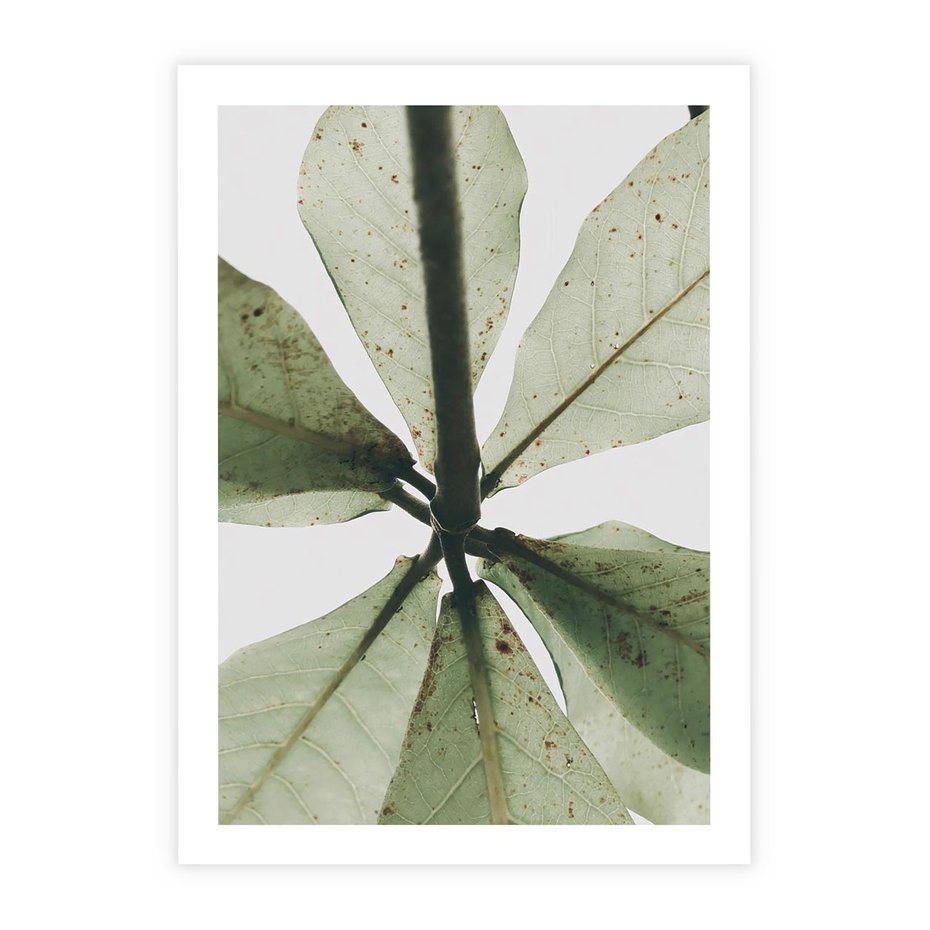 Plakat bez ramy 21x30 - Jasna Zieleń w Makro - makro zdjęcie liści, jasna zieleń