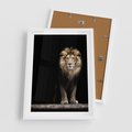 Plakat w ramie 50x70 - Lew: dzikie piękno natury - lew, dzikie - rama biała