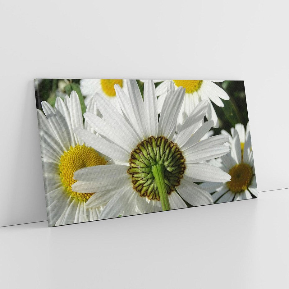 Obraz na płótnie 100x50 - Stokrotki w pełnym rozkwicie - stokrotki, kwiaty