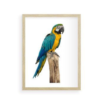 Plakat w ramie 30x40 - Kolorowa papuga w locie - papuga, ptak - rama drewno
