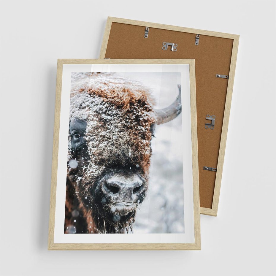Plakat w ramie 50x70 - Żubr w Krainie Śniegu - żubr, zima - rama drewno