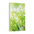 Obraz na płótnie 50x70 - Delikatna trawa pokryta rosą - trawa, rosa
