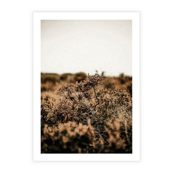 Plakat bez ramy 50x70 - Krajobraz W Naturze: Beże i Brązy - suche krzewy, natura