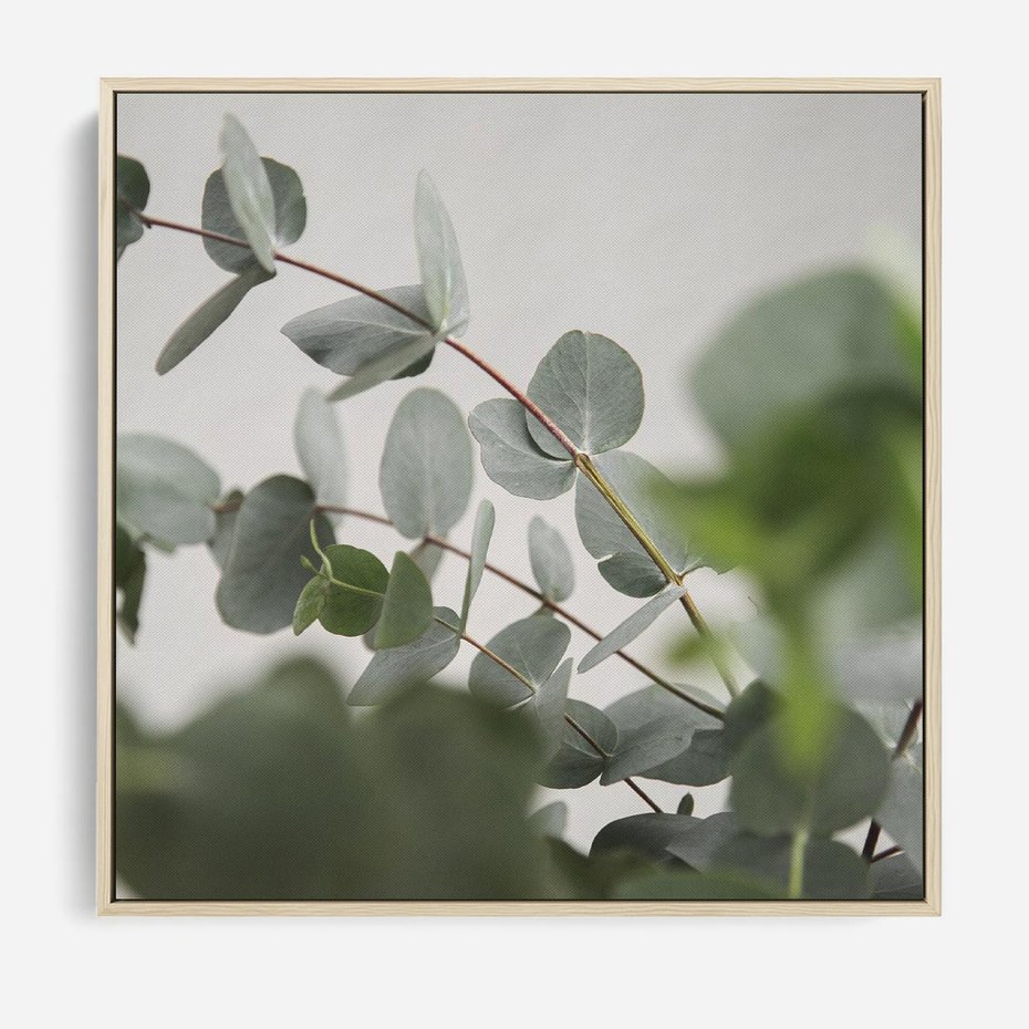 Obraz w ramie 80x80 - Liście eukaliptusa w naturze - eukaliptus, liście - rama drewno