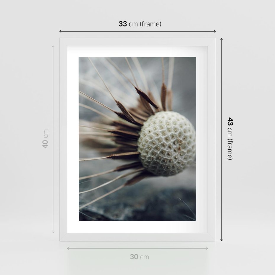 Plakat w ramie 30x40 - Makro Dmuchawiec - dmuchawiec, zbliżenie - rama biała