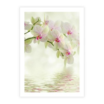 Plakat bez ramy 30x40 - Orchidea w Spa - orchidea, kwiaty
