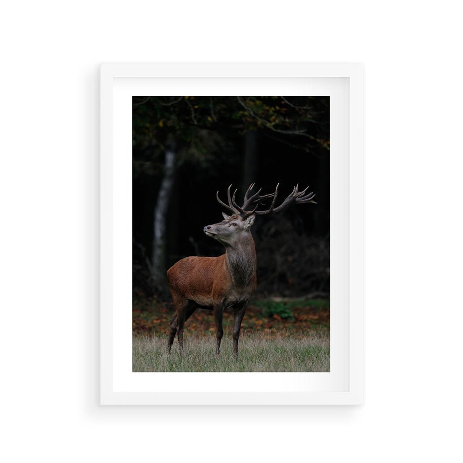 Plakat w ramie 30x40 - Spotkanie z naturą - jeleń, las - rama biała