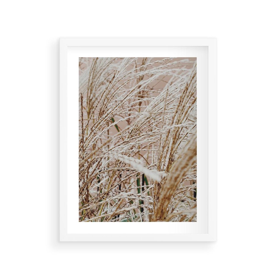 Plakat w ramie 30x40 - Beżowa Trawa - suche trawy, zbliżenie - rama biała