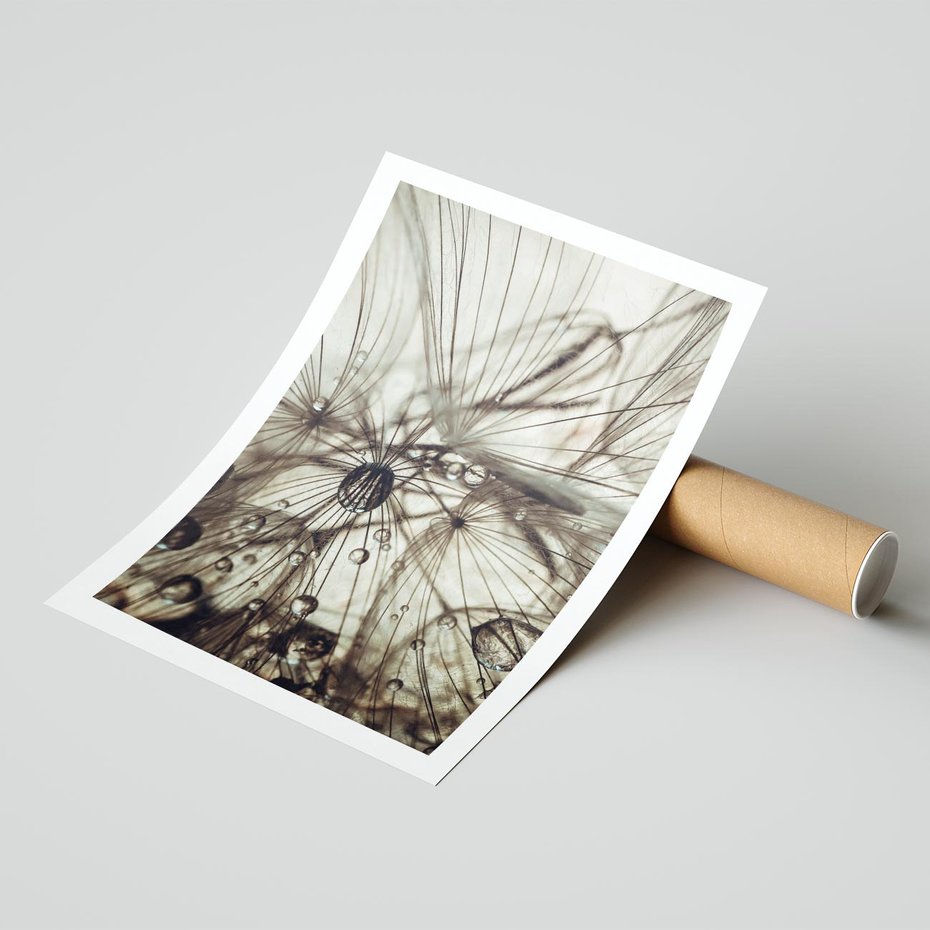 Plakat bez ramy 30x40 - Lekkie dmuchawce - dmuchawce, krople