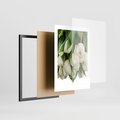 Plakat w ramie 30x40 - Białe tulipany w pełnym rozkwicie - białe, tulipany - rama czarna