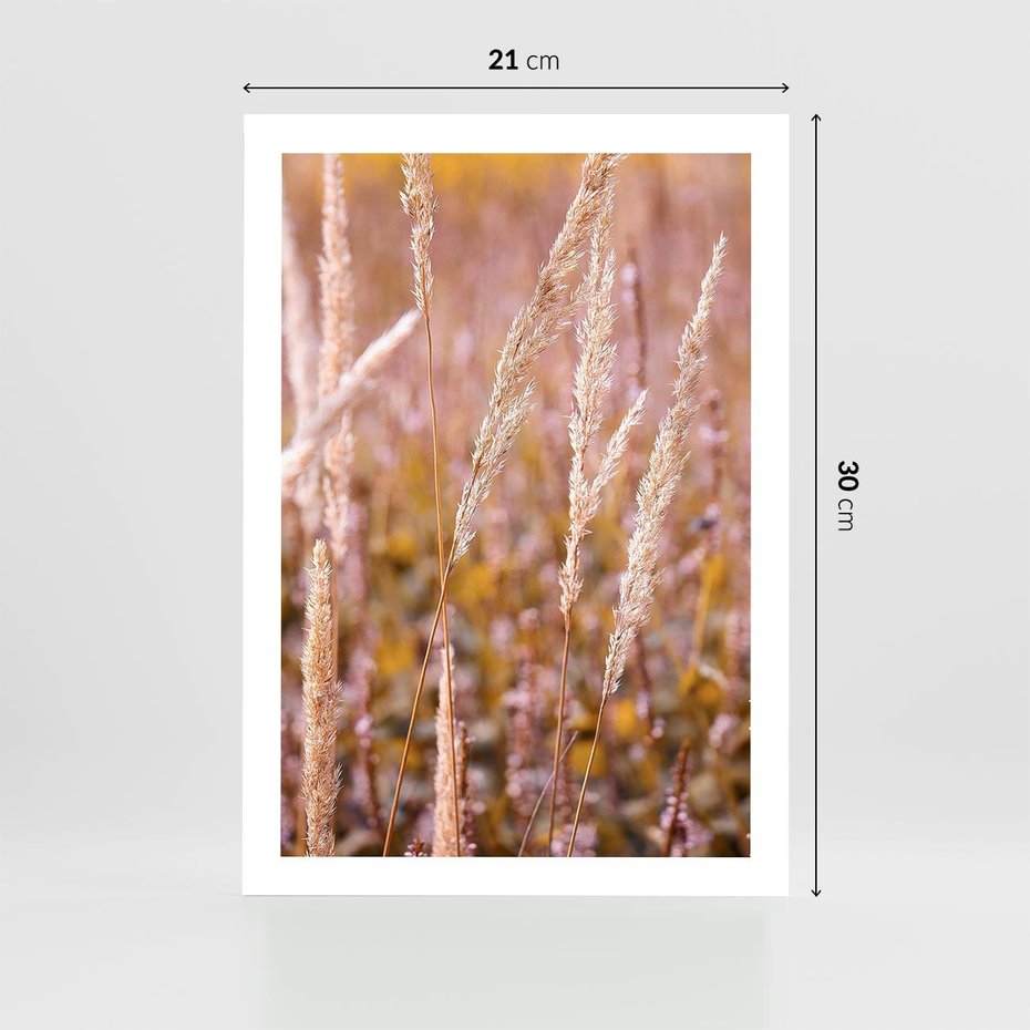 Plakat bez ramy 21x30 - Sucha Trawa w Sierpniu - trawy, łąka